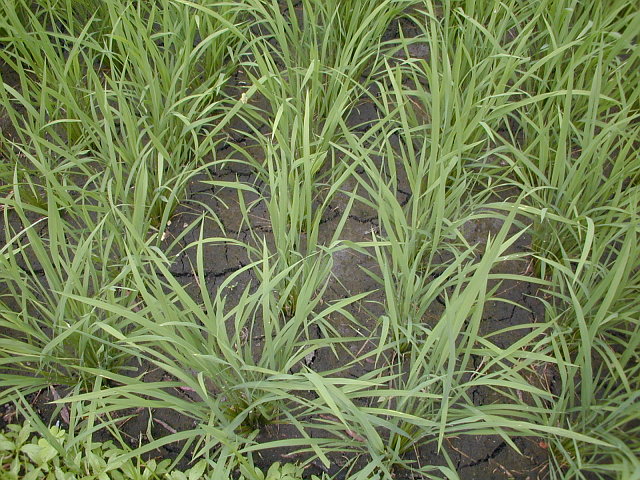 nakaboshi.jpg