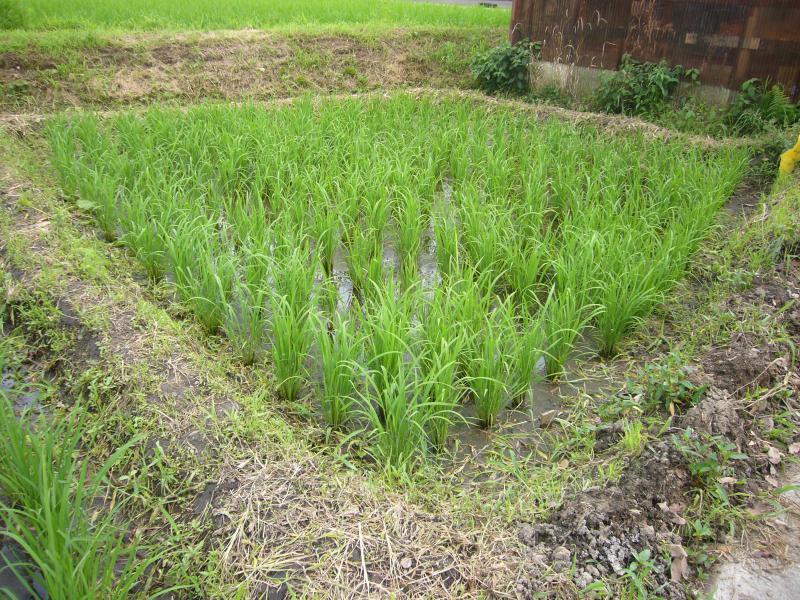 tanbo-0712_03.jpg