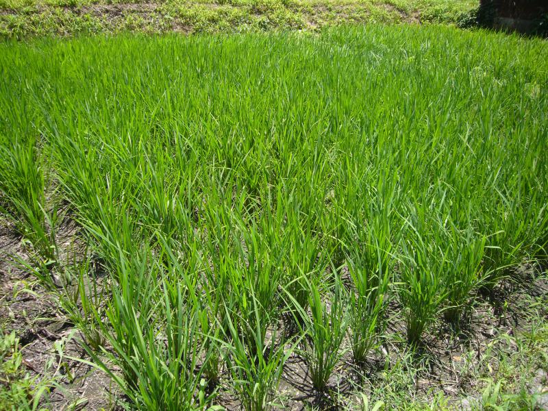 tanbo-0718_02.jpg
