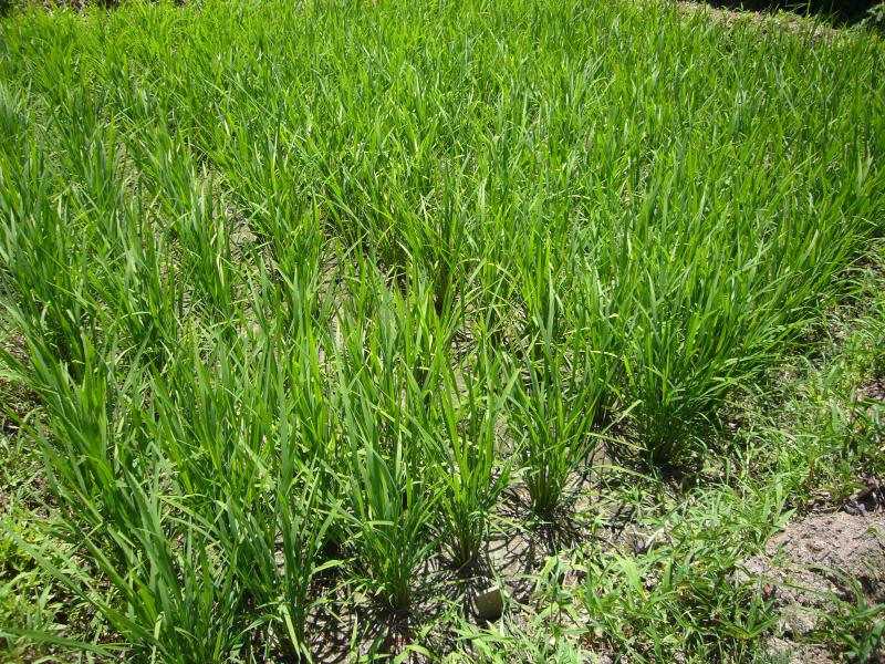 tanbo-0718_03.jpg